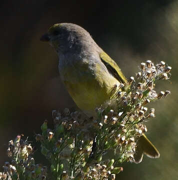 Image of Cape Canary