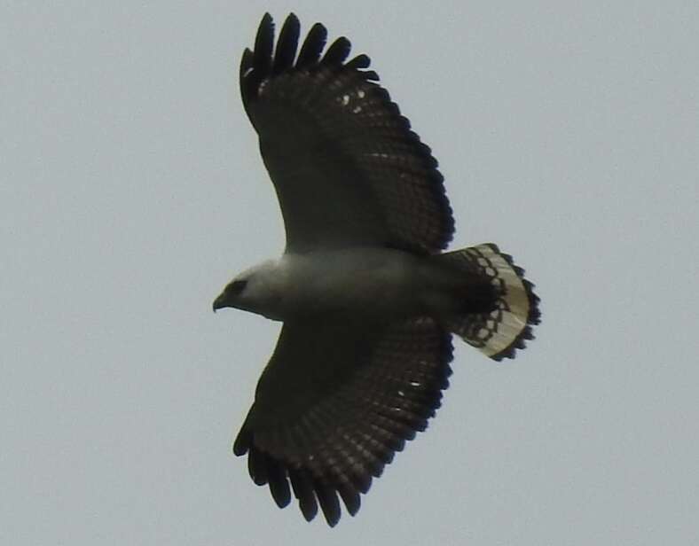 Image of White-necked Hawk