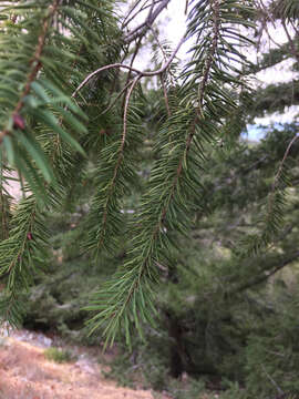 Image of bigcone Douglas-fir