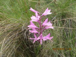 Image of Disa pulchra Sond.