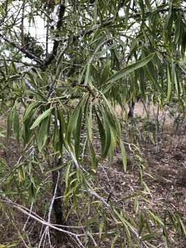 Image of Dolichandrone alternifolia (R. Br.) Seem.