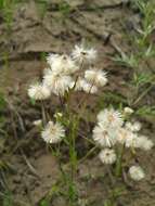 Imagem de Erigeron acris subsp. kamtschaticus (DC.) H. Hara