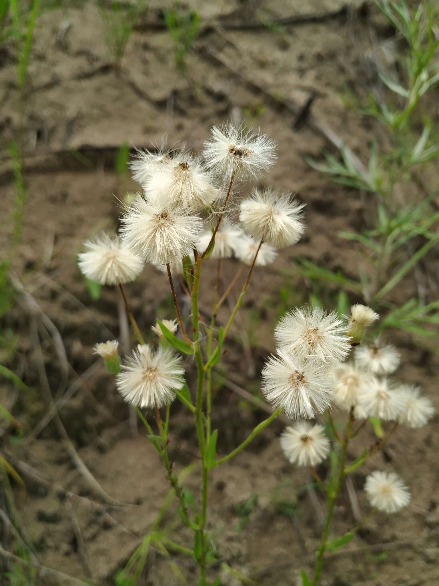 Image de Erigeron acris subsp. kamtschaticus (DC.) H. Hara