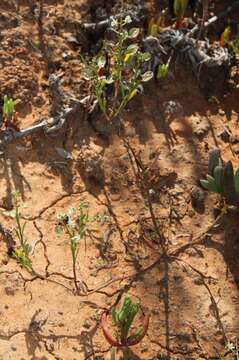 Image of Lepidium phlebopetalum (F. Muell.) F. Muell.