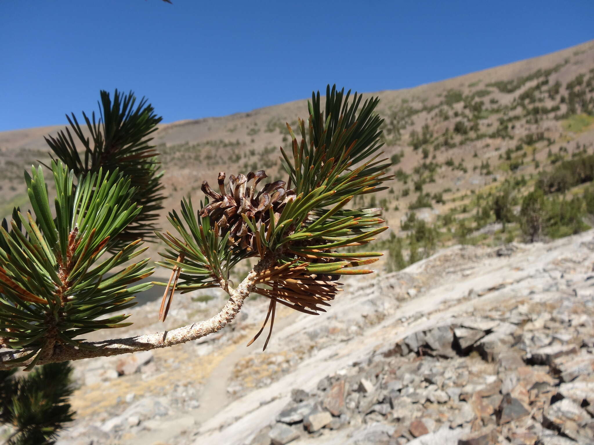 Imagem de Pinus contorta var. murrayana (Balf.) Engelm.