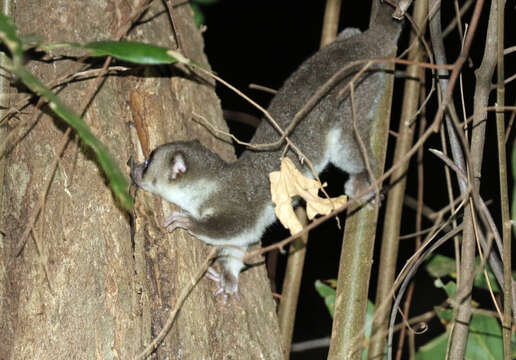 Image of fat-tailed dwarf lemur