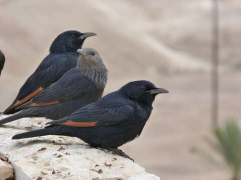 Image of Arabian Chestnut-winged Starling