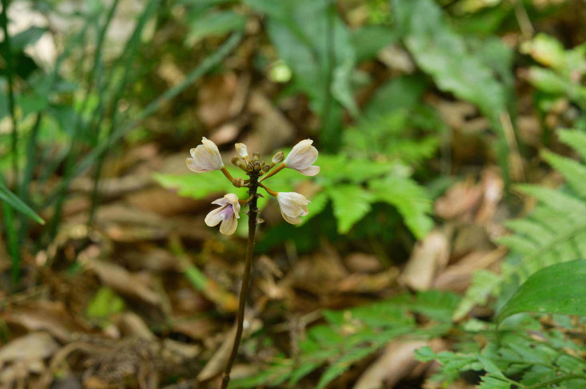 Didymoplexiella siamensis (Rolfe ex Downie) Seidenf. resmi