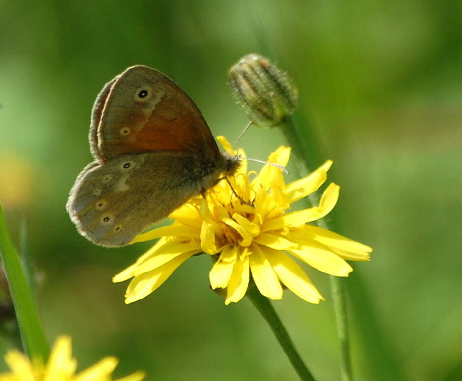 Image of Common Ringlet