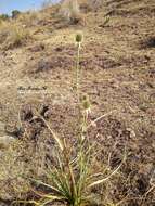 Imagem de Eryngium longifolium Cav.