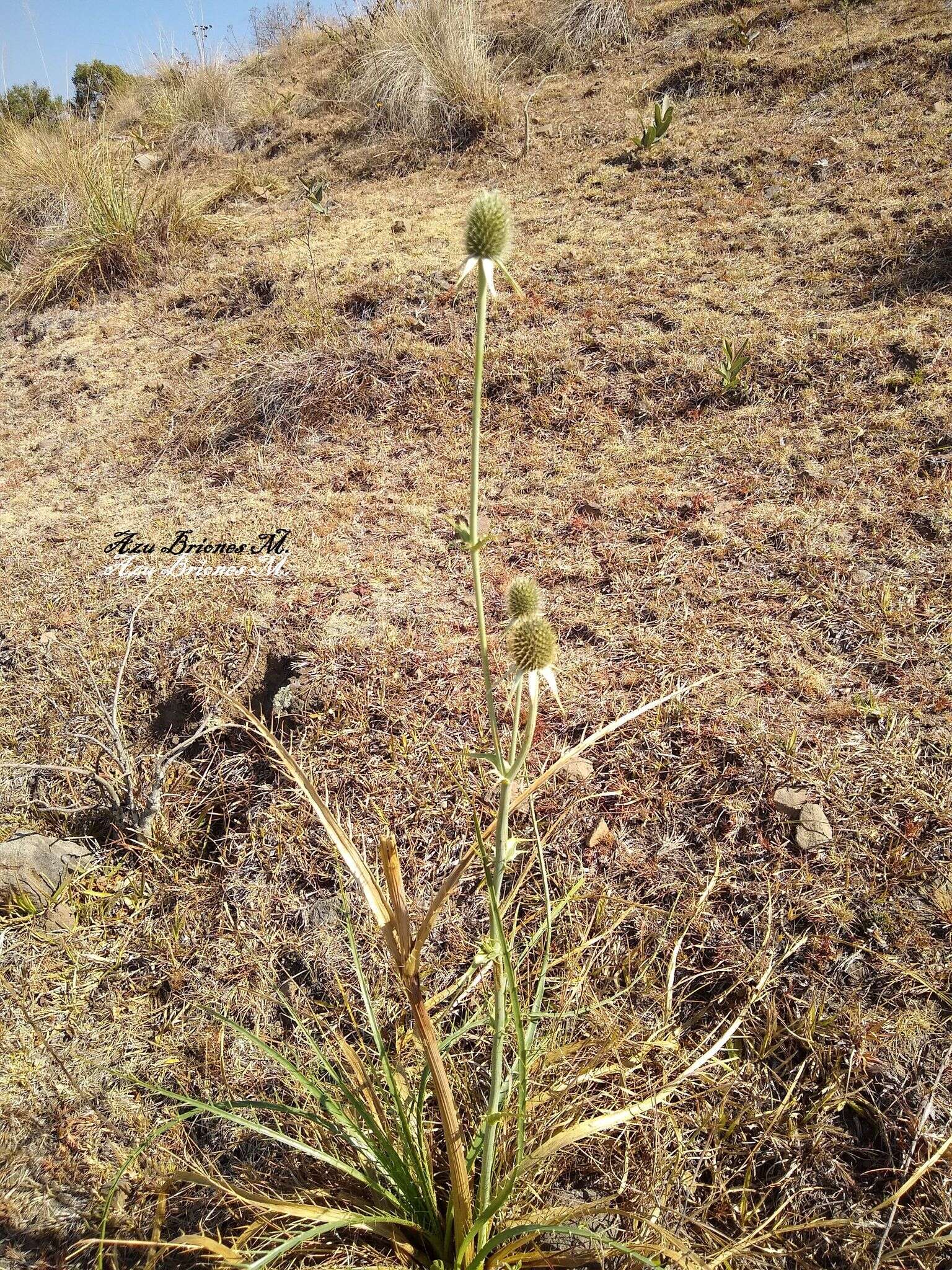 Eryngium longifolium Cav. resmi