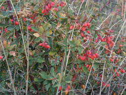 Image de Berberis aetnensis C. Presl