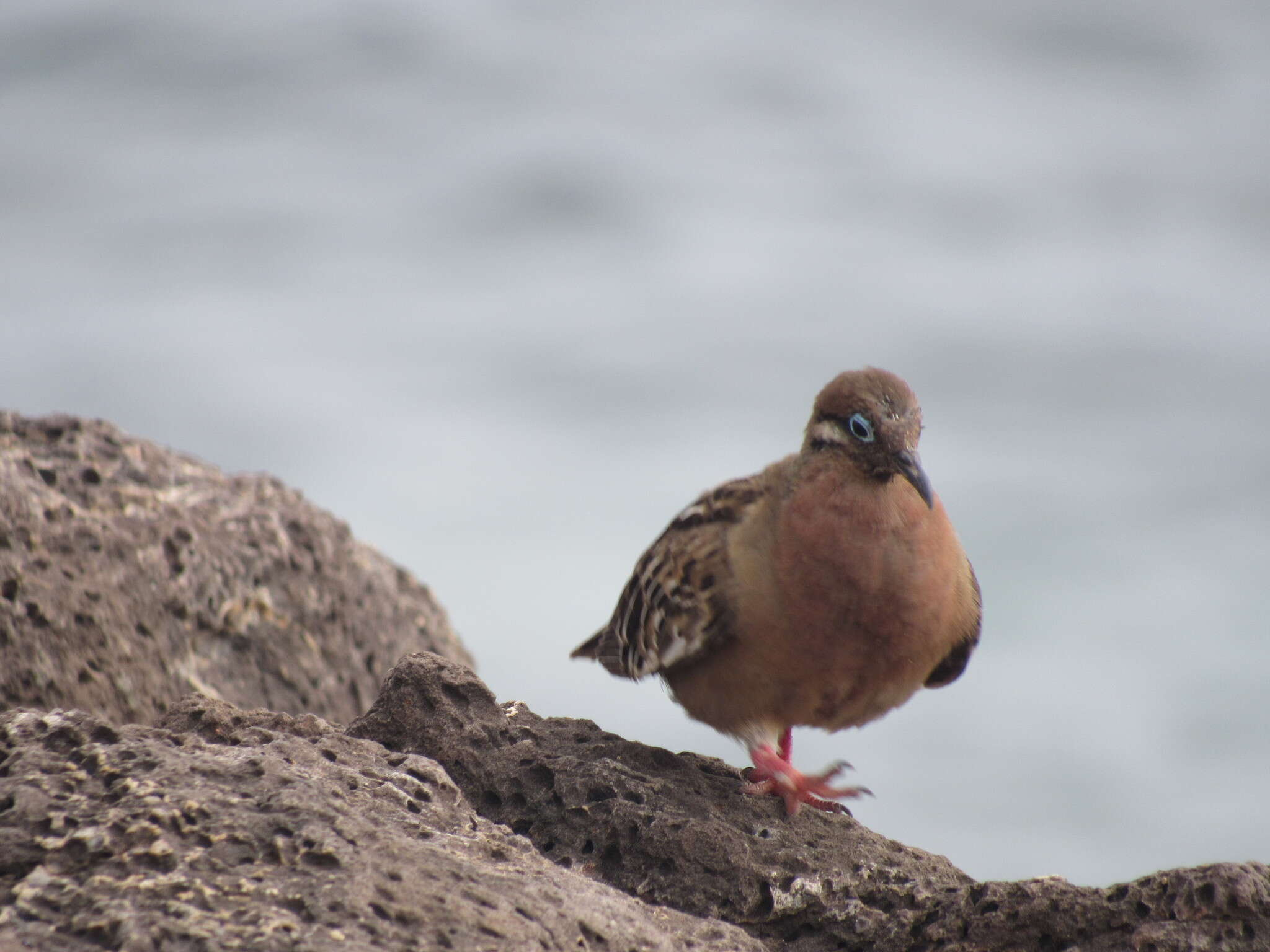 Imagem de Zenaida galapagoensis Gould 1841