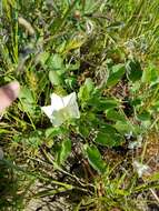 Image de Calystegia subacaulis Hook. & Arn.