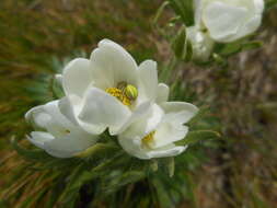 Imagem de Anemonastrum narcissiflorum (L.) Holub