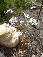 Image of annual candytuft