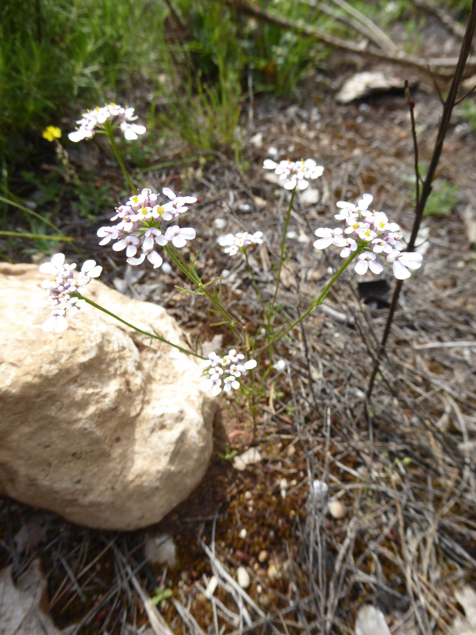 صورة Iberis pinnata L.