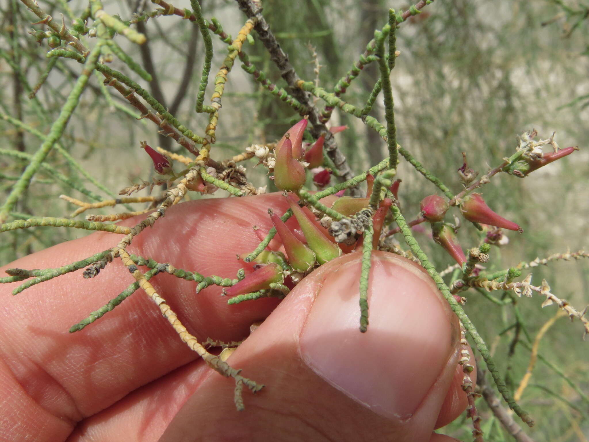 Image of Tamarix aucheriana (Decne.) Baum