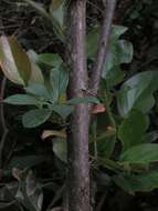 Image of Barnadesia spinosa L. fil.