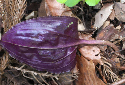 Image of Tipularia japonica Matsum.