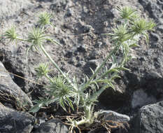 Imagem de Eryngium castrense Jepson