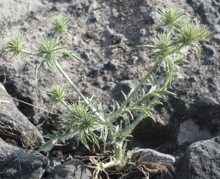 Image de Eryngium castrense Jepson