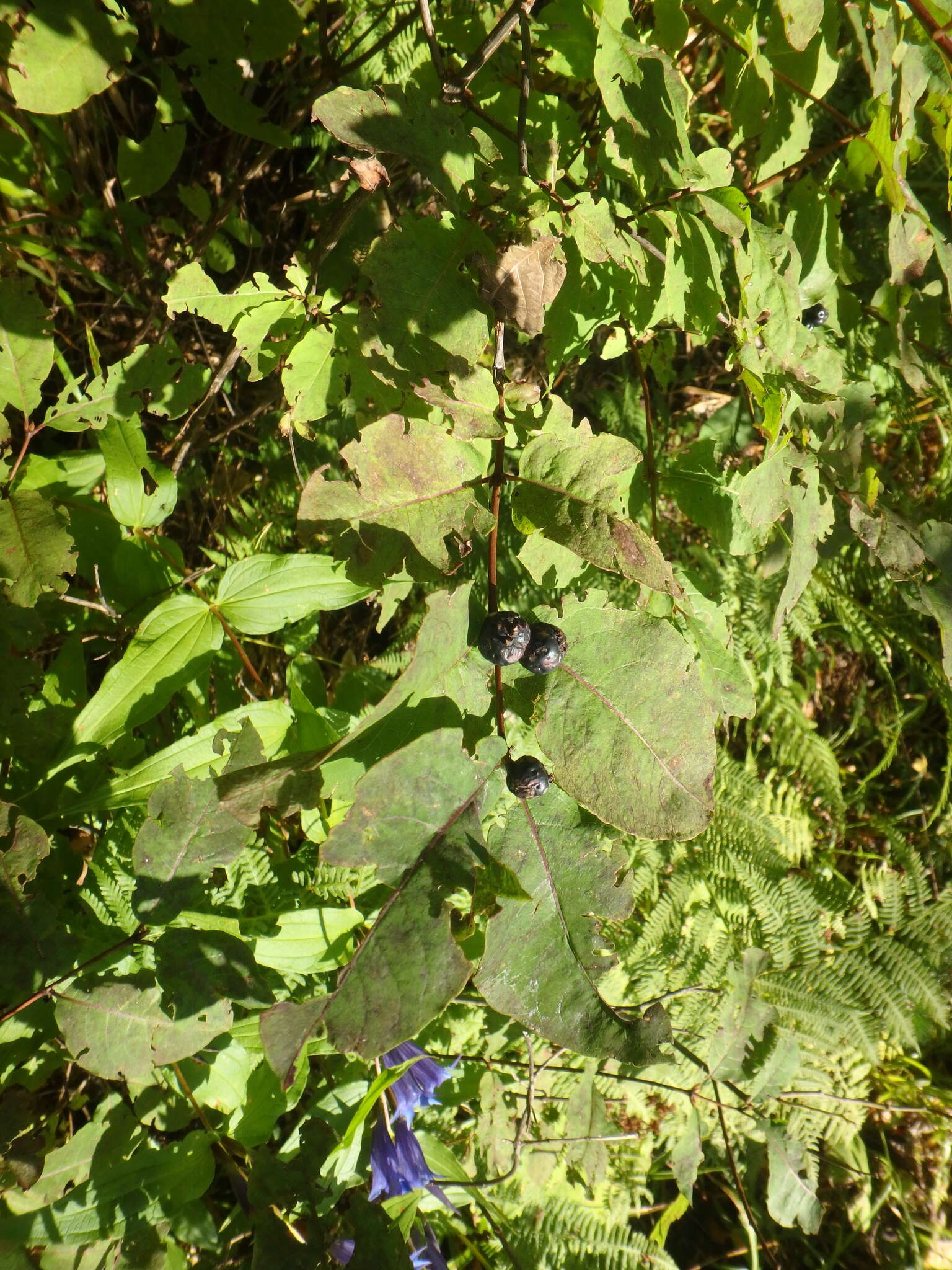 Sivun Lonicera caucasica subsp. orientalis (Lam.) Chamberlain & Long kuva