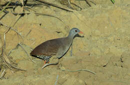 Image of Small-billed Tinamou