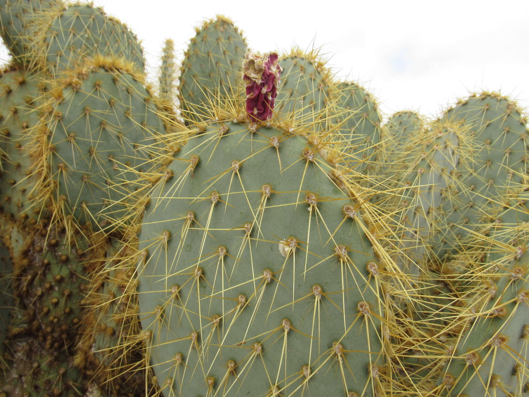 Image of Dollar-joint Prickly-pear