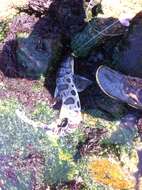 Image of Leopard Shark