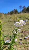 Penstemon leonensis Straw的圖片