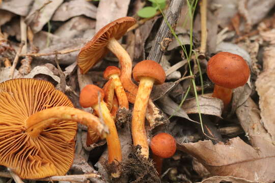 Image of Cortinarius uliginosus Berk. 1860