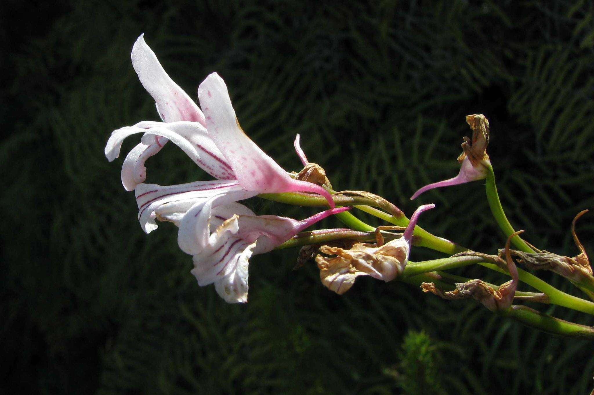 Image de Disa gladioliflora Burch. ex Lindl.