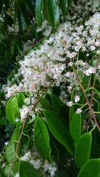 Plancia ëd Prunus phaeosticta (Hance) Maxim.