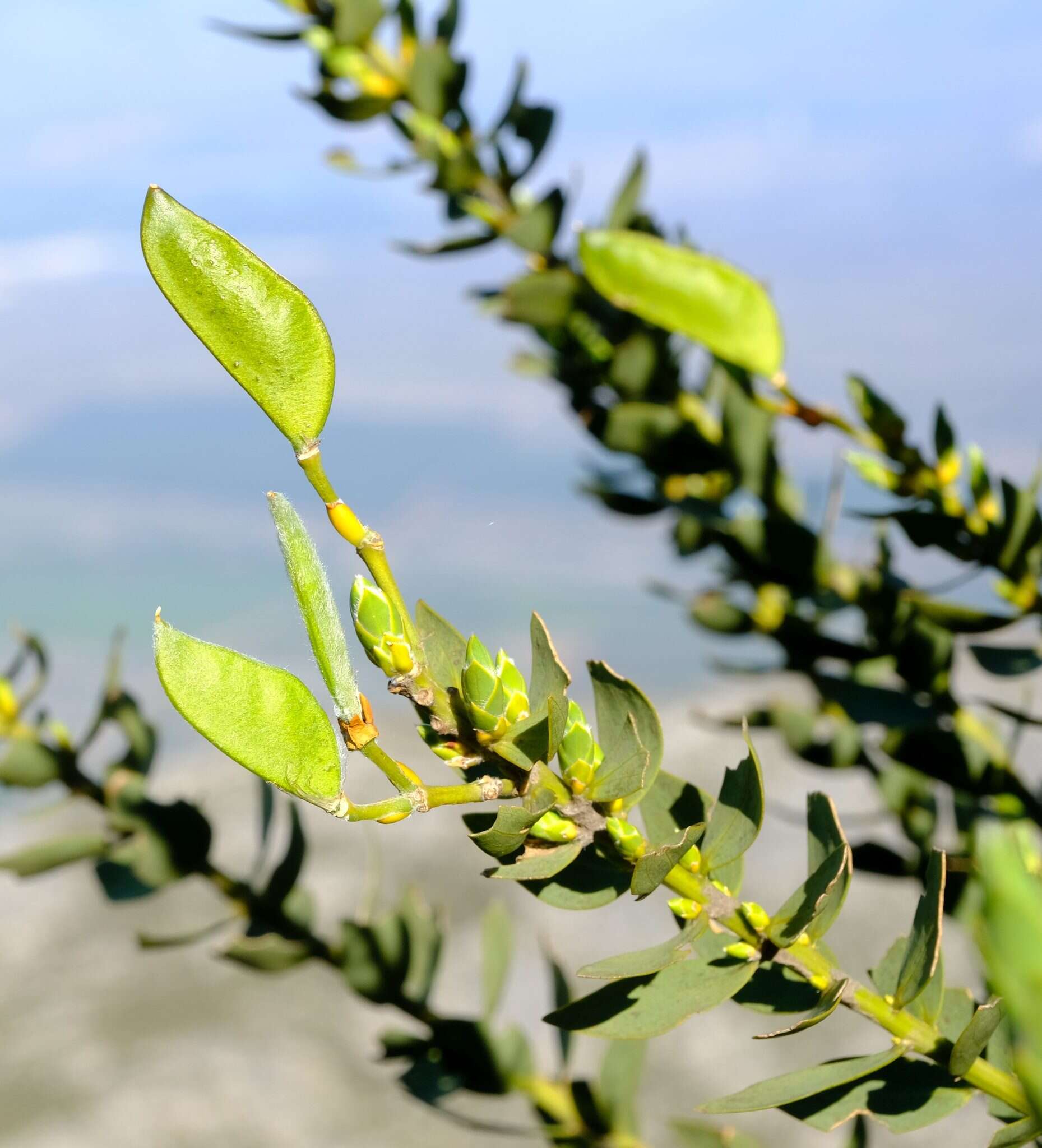 Imagem de <i>Liparia myrtifolia</i>