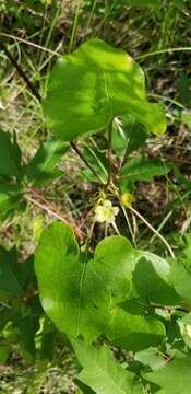 Image of plateau milkvine