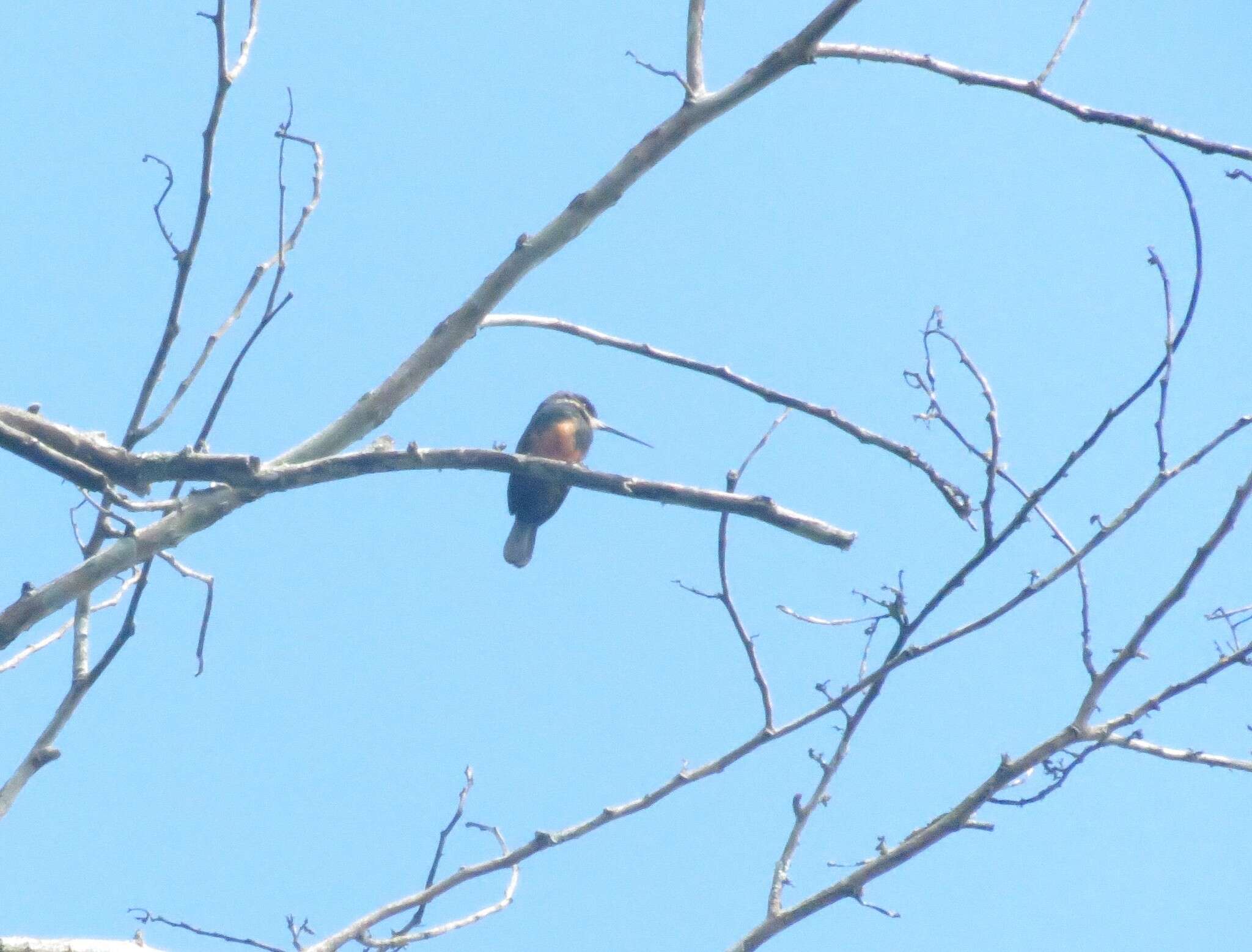 Image of Dusky-backed Jacamar