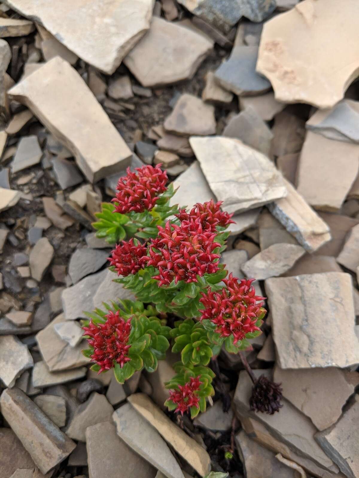 Image of ledge stonecrop