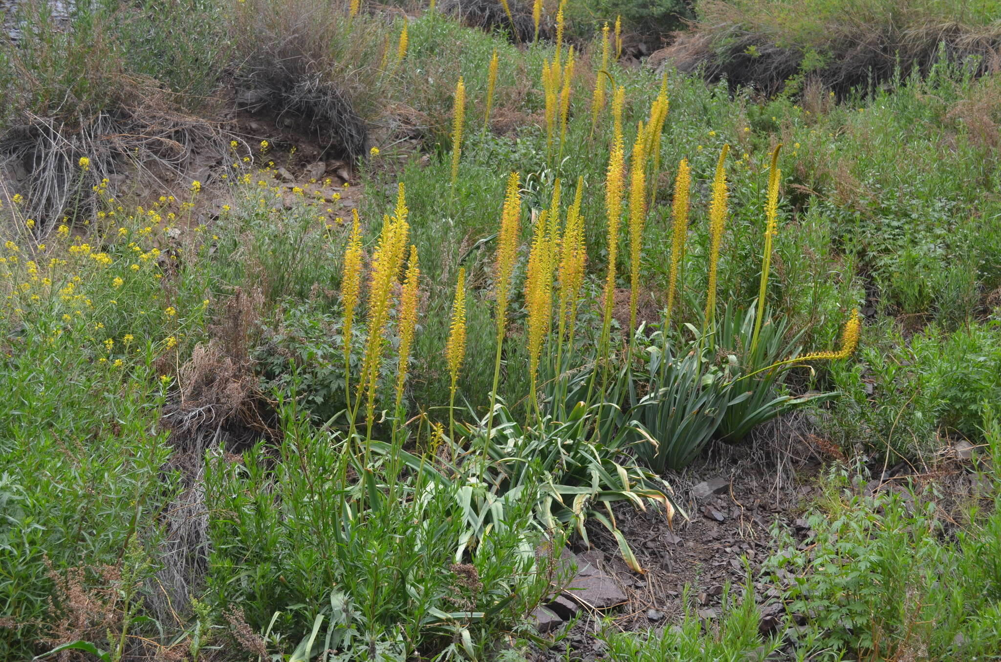 Image of Eremurus fuscus (O. Fedtsch.) Vved.