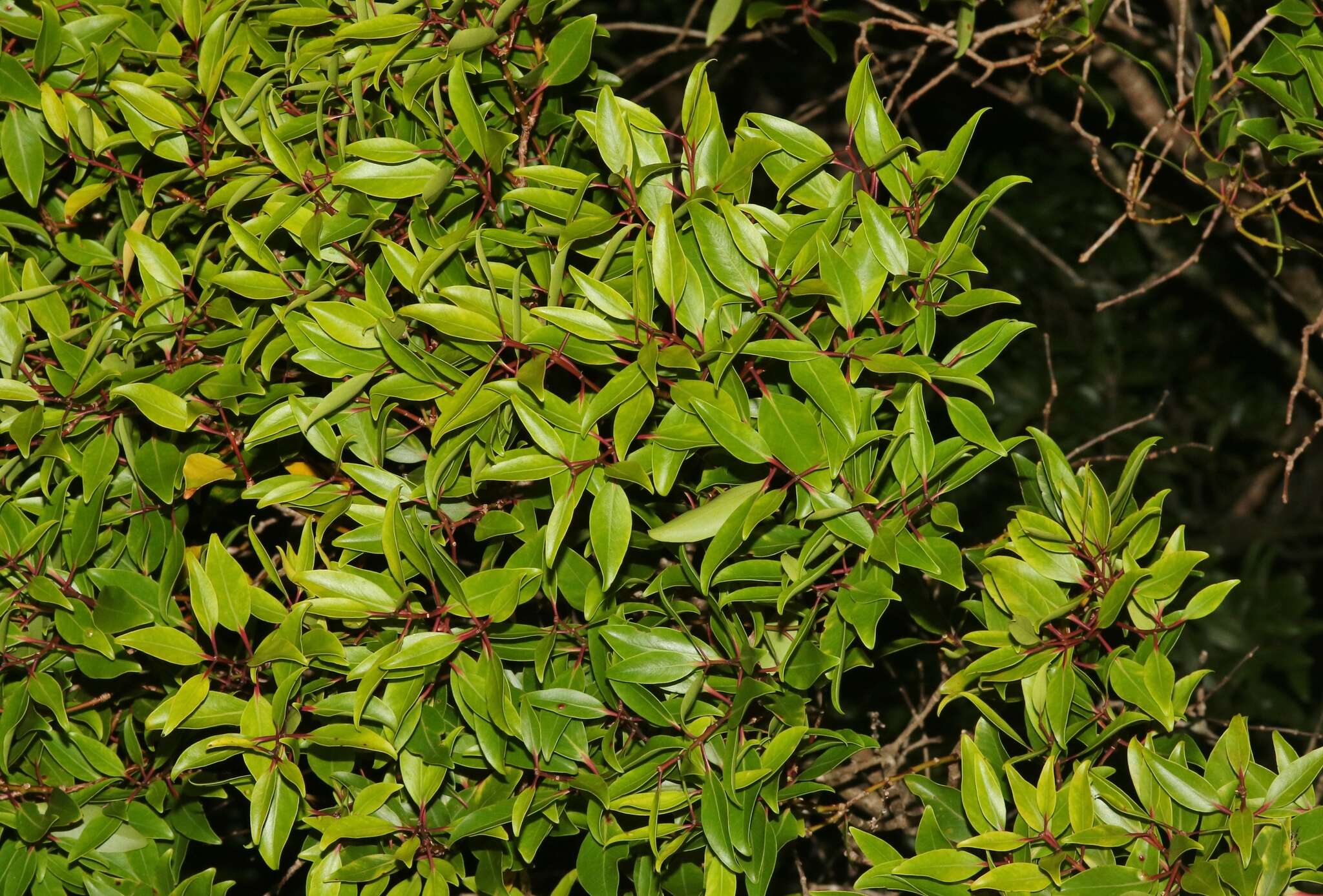 Image of Lehua 'Ahihi