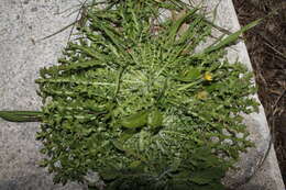 Image of Hyoseris scabra L.