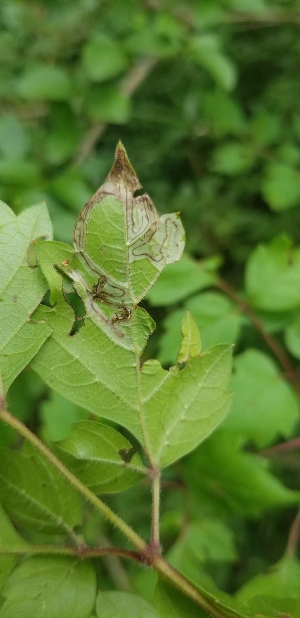 Image of Phyllocnistis ampelopsiella Chambers 1871