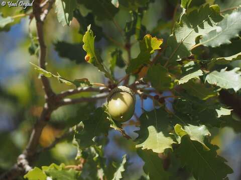 Imagem de Quercus infectoria subsp. veneris (A. Kern.) Meikle