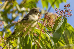 Image of Small-headed Elaenia