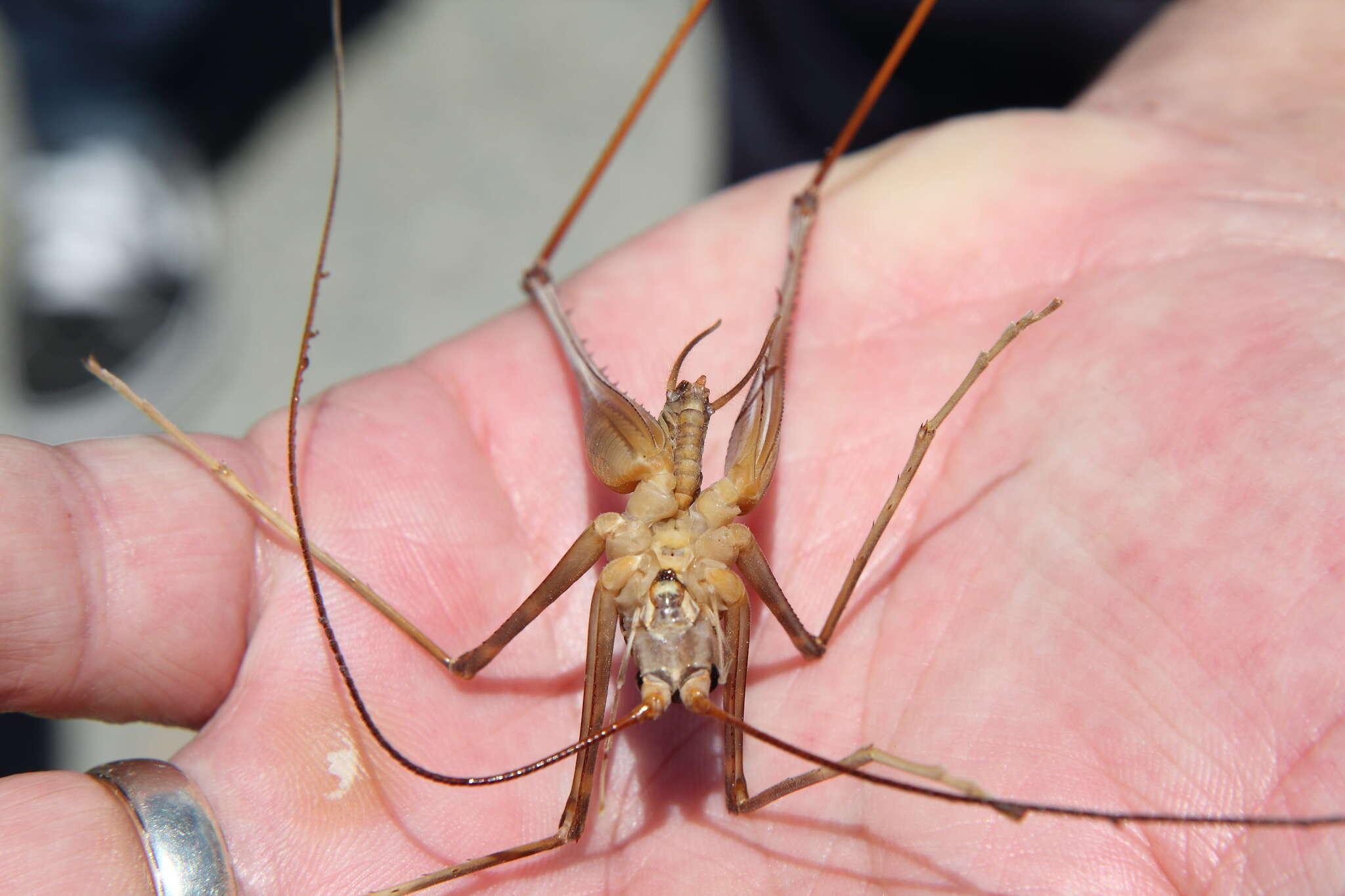 Image de Macropathus acanthocera (Milligan 1926)