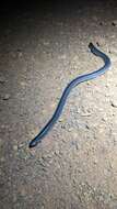 Image of Rotund Blind Snake