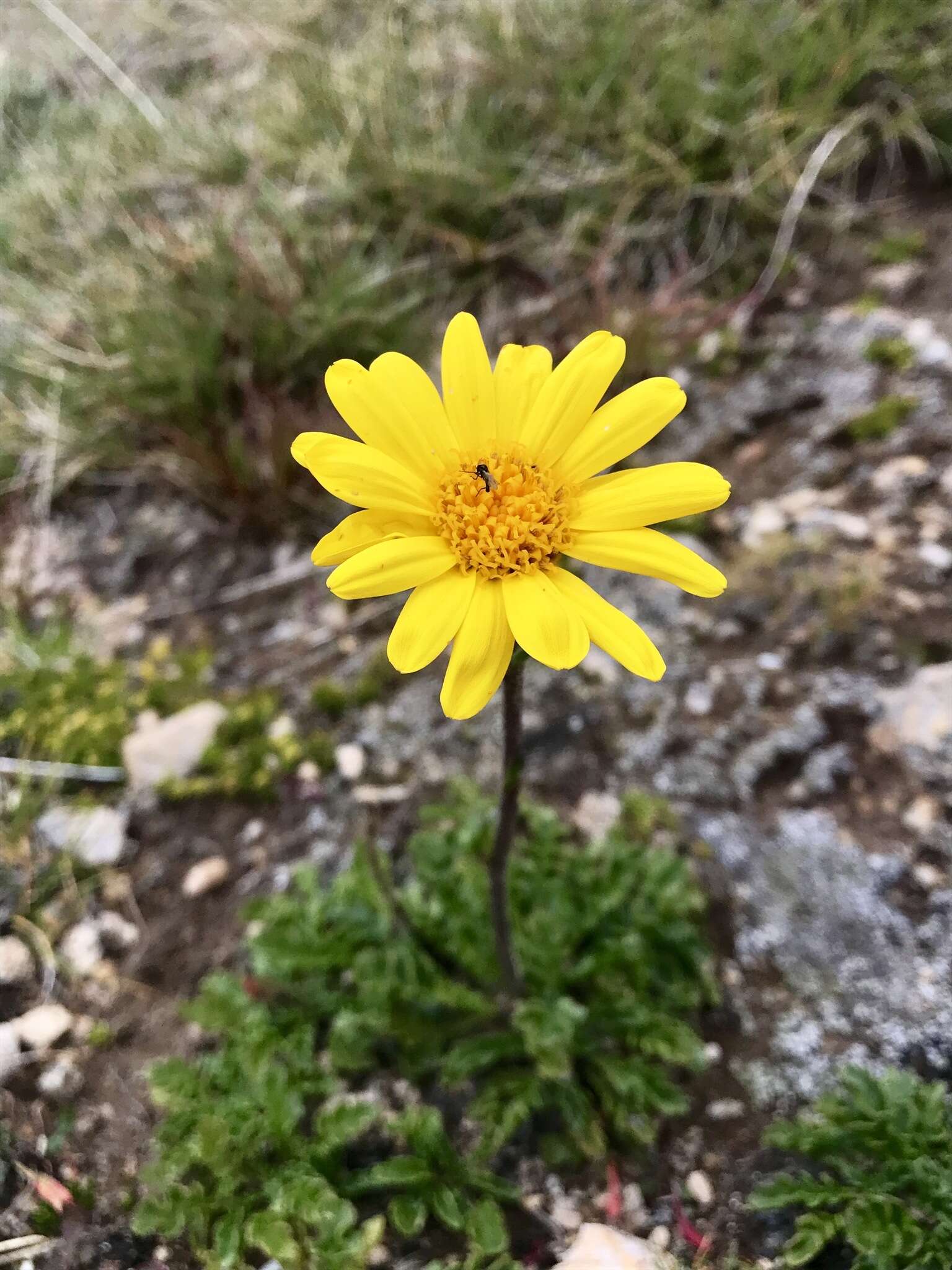 Image of alpine groundsel