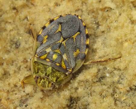 صورة Ambrysus occidentalis La Rivers 1951