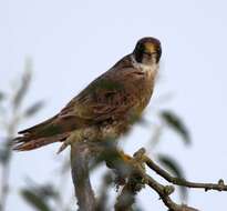 Image of Falco peregrinus pelegrinoides Temminck 1829