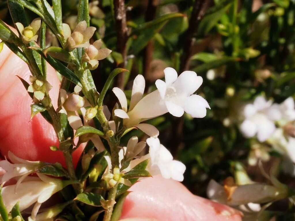 Image of Eremophila dichroantha Diels